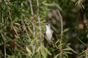 El colibrí empieza a levantar sus alas.