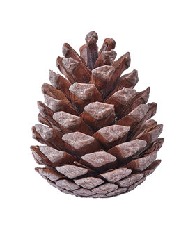 Brown Pine Cone