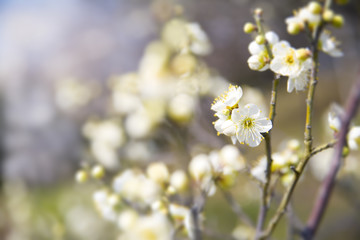 梅の花