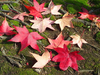 モミジバフウの落葉