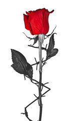 Barbed wire with red rose on a white background
