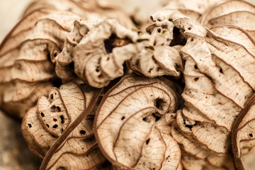 dry leaf detail, macro photography