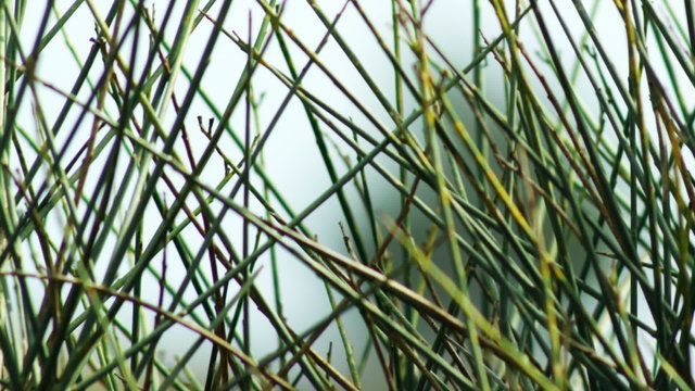 Royalty Free Stock Video Footage of a lone tree seen through grass shot in Israel at 4k with Red.