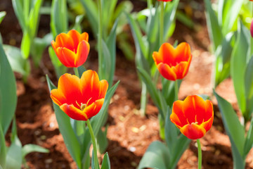 Fototapeta premium Beautiful orange tulips planted in the garden decorations.