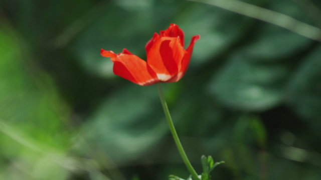 Royalty Free Stock Video Footage of a lone red flower in the breeze shot in Israel at 4k with Red.