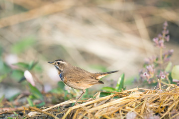 A blue-throat robin bird (Luscinia svecica cyanecula) on ground