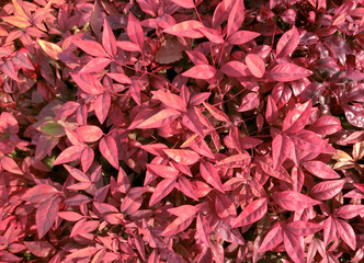 Red leaves