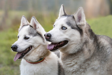huskies