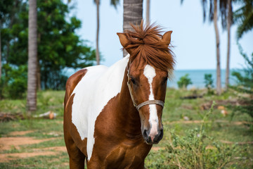 Obraz premium Brown and white horse at the land near beach