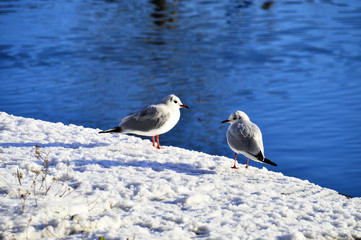 Möwen am schneebedeckten Kai