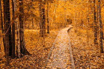 Wooden boarding path way pathway in autumn forest