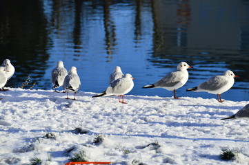 Möwen am schneebedeckten Kai