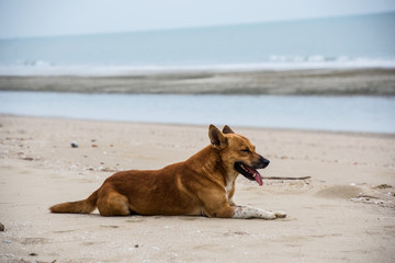 Fototapeta na wymiar Street dog on the beach