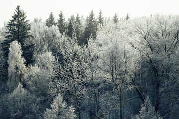 Зимний смешанный лес в снегу - obrazy, fototapety, plakaty