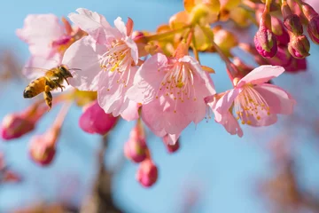 Crédence de cuisine en verre imprimé Fleur de cerisier 見沼の桜