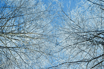 абстрактный пейзаж зимнего заснеженного леса