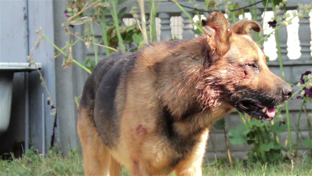 bites on the dog/wounds on the body of a dog bitten by other dogs