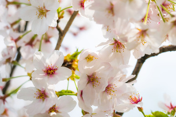 見沼の桜