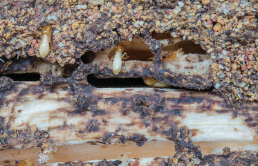 Termites,Termites eat wood,weathered wood.