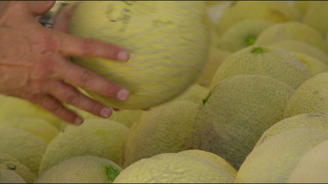 Close up of hands sorting through cantaloupes