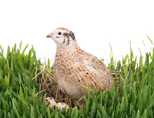 Cute young quail