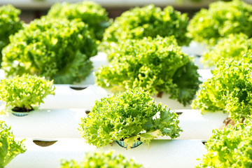 Green oak lettuce, vegetable for salad food
