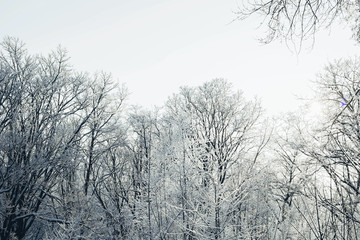 Зимний смешанный лес в снегу