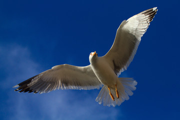 Gabbiano reale in volo contro il cielo azzurro