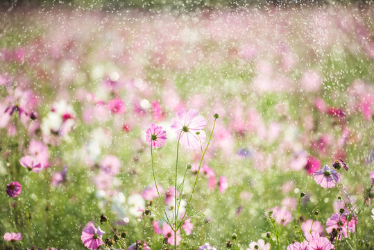 Fototapeta Beautiful cosmos flower with rain, vintage style