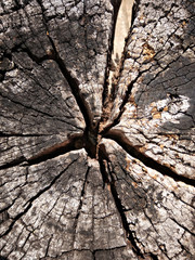 Texture of old annual ring, growth rings