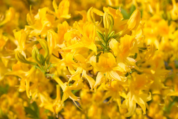 
Flowers yellow Rhododendron 
