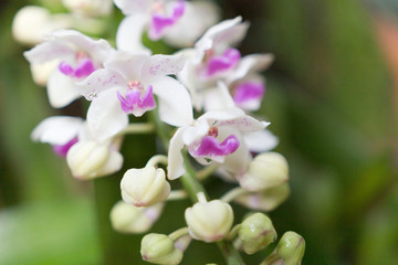 Wildflower orchid,Orchids Changkra,Rhynchostylist gigantea