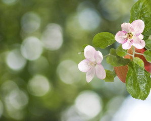 Image of apple blossom in the garden on a green background