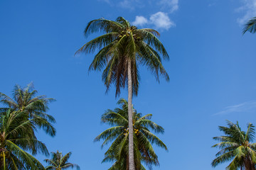 Fototapeta na wymiar Coconut trees with sky background