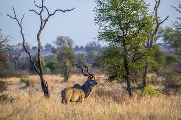 Greater kudu in Kruger National park
