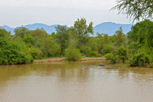 hippopotames dans l'eau