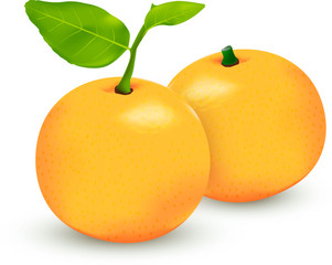 Two ripe tangerine fruits with green leaves.orange fruits,the leathery-leaved evergreen tree that bears the orange, native to warm regions of south and Southeast Asia