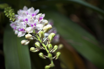 Wildflower orchid,Orchids Changkra,Rhynchostylist gigantea