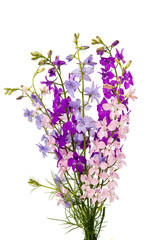 Fototapeta premium Wild flowers isolated