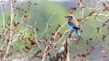 Lilac-breasted roller in Kruger National park
