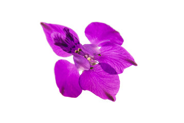 Naklejka premium Wild flowers isolated