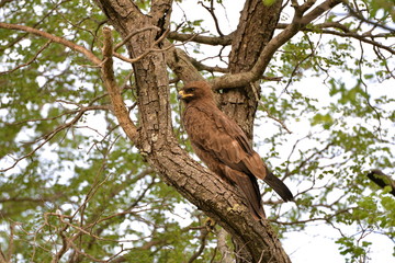 aigle, Afrique