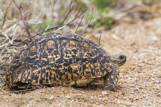 Leopard tortoise in Kruger National park