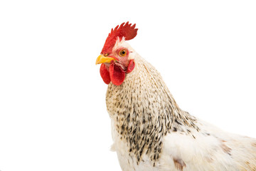 Colorful Rooster Isolated On White
