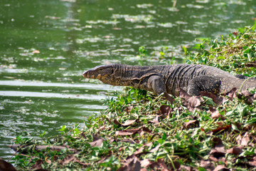 Asian Water Monitor by a river