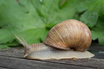 Weinbergschnecke im Salat II
