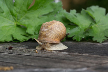Weinbergschnecke im Salat II