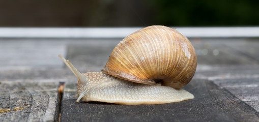 Weinbergschnecke auf Holztisch