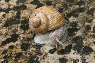 Weinbergschnecke im Regen