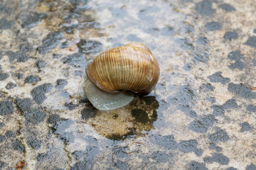 Weinbergschnecke verkriecht sich